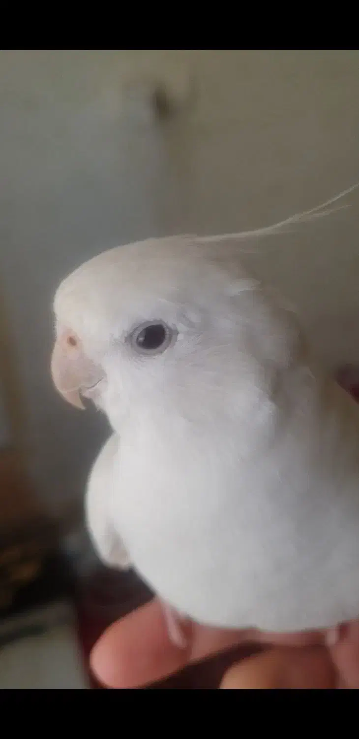 عروس هلندی گمشده|حیوانات|بروجرد, |دیوار