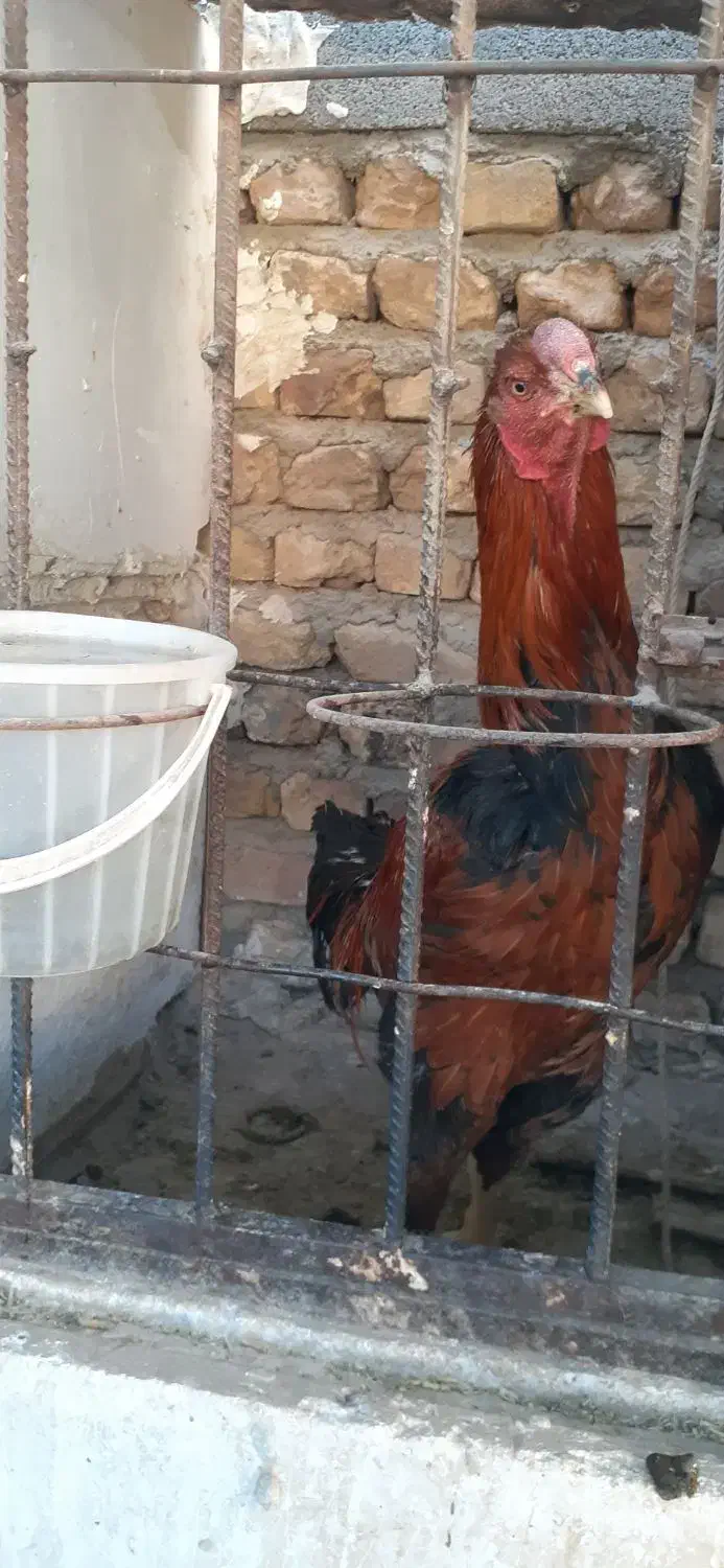 خروس لاری|حیوانات مزرعه|محلات, |دیوار