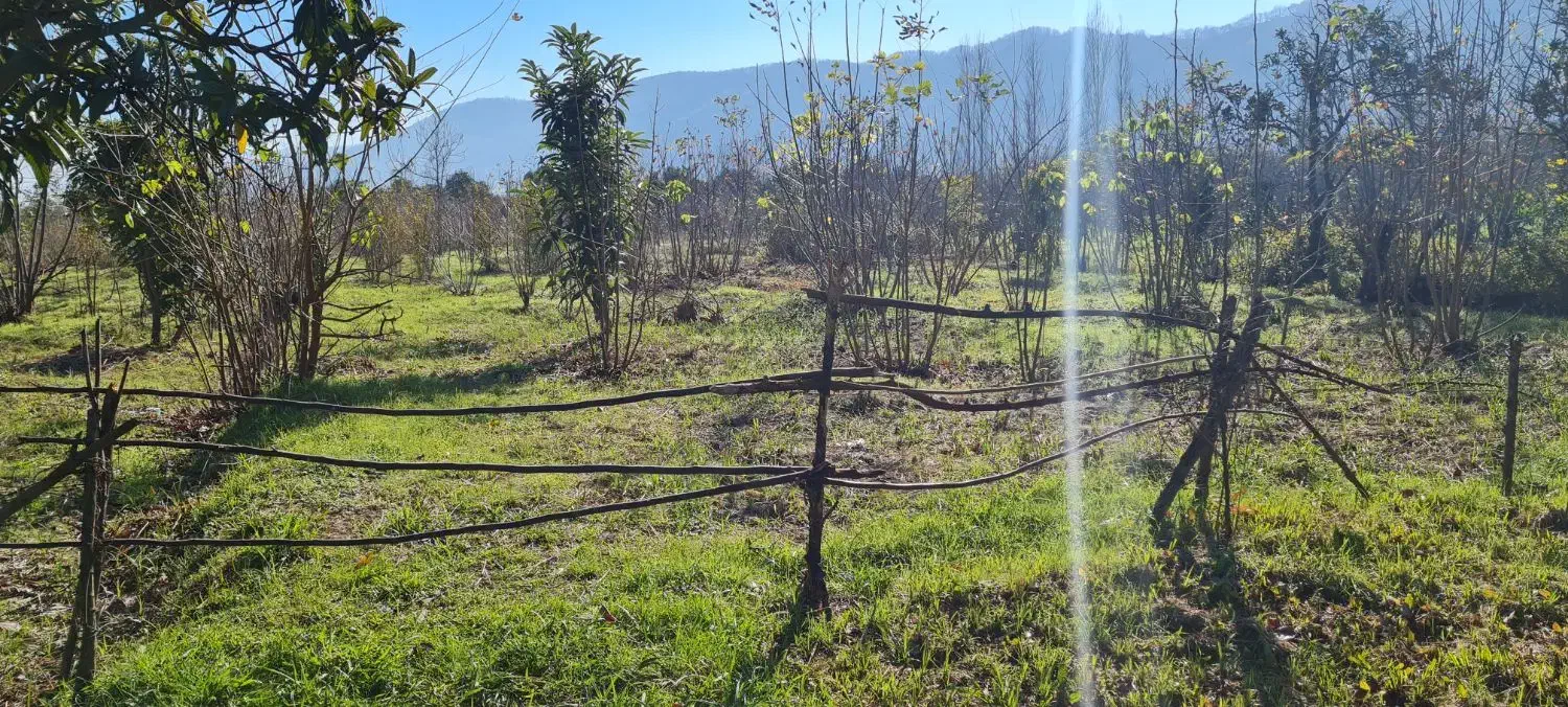 ۴۴۰۰متر زمین تنکابن،استخرسر،رهن واجاره جهت گلخانه.|اجارهٔ دفتر صنعتی، کشاورزی، تجاری|خرم‌آباد (تنکابن), |دیوار