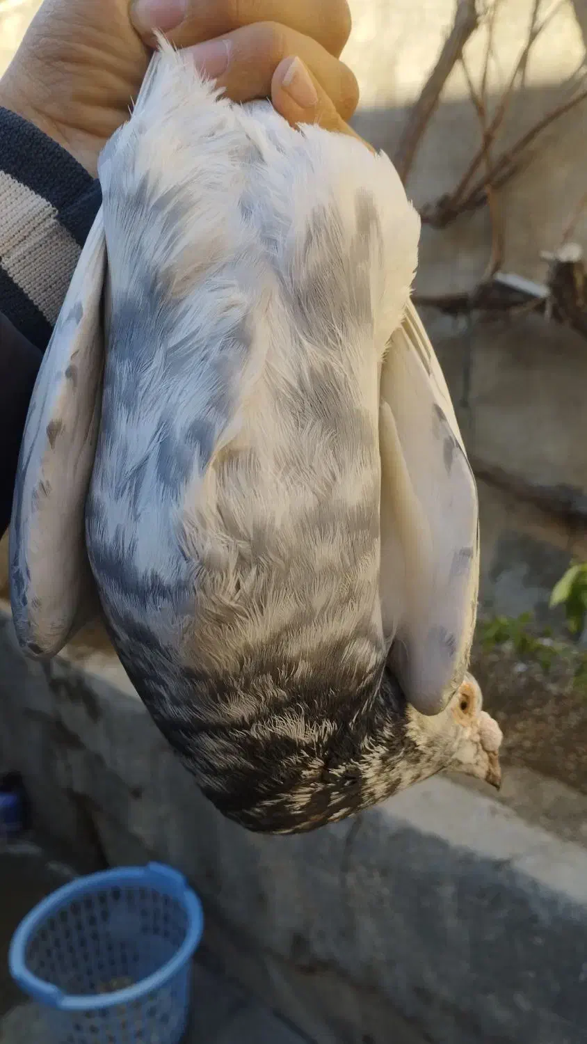 کبوتر نر نامه بر|پرنده|کنگاور, |دیوار