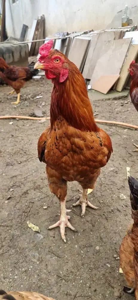 خروس مرغ لاری|حیوانات مزرعه|رشت, لاکان|دیوار