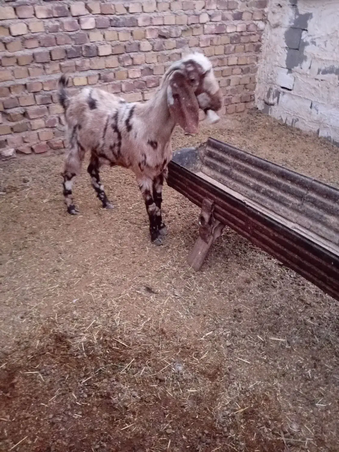 ۲ عدد بزغاله ماده جنس دار فروشی|حیوانات مزرعه|تربت جام, معدآباد|دیوار