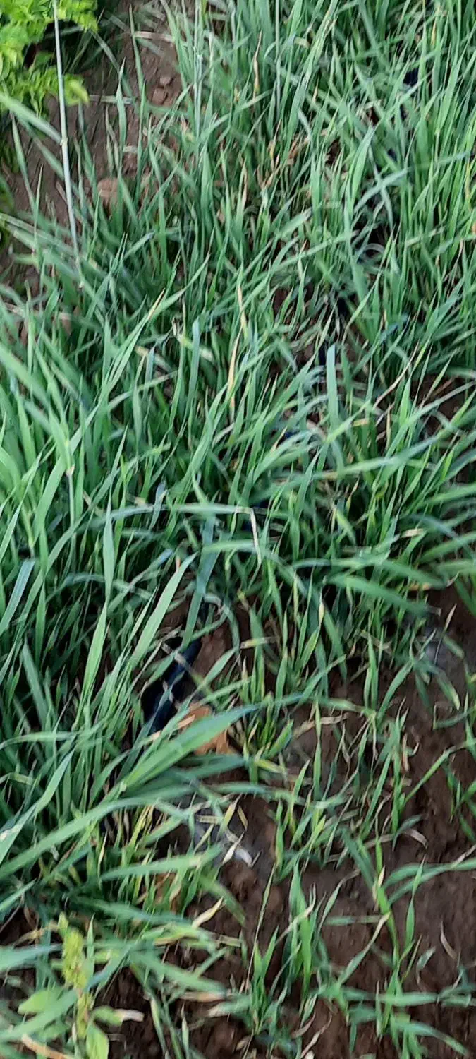 شیر ارپا.و کاه|خدمات باغبانی و درختکاری|قیدار, |دیوار