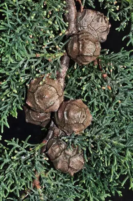 خرید میوه سرو|خدمات باغبانی و درختکاری|مشهد, شهید هاشمی نژاد|دیوار