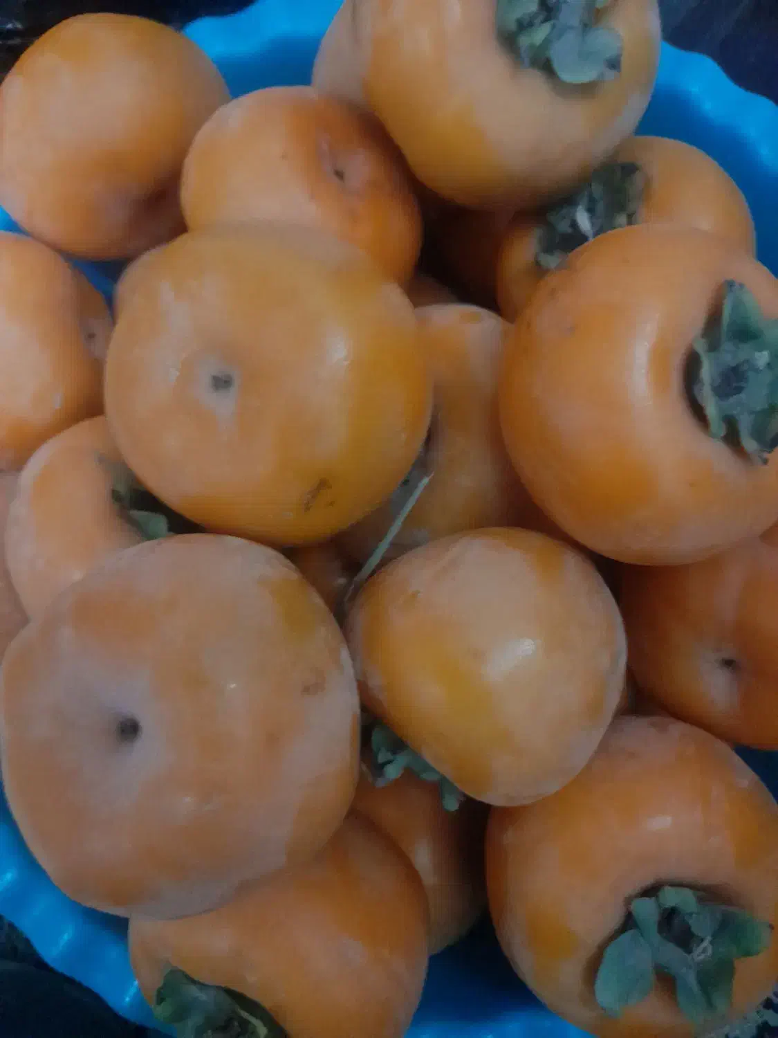 خرمالوتازه|خوردنی و آشامیدنی|آزادشهر, |دیوار