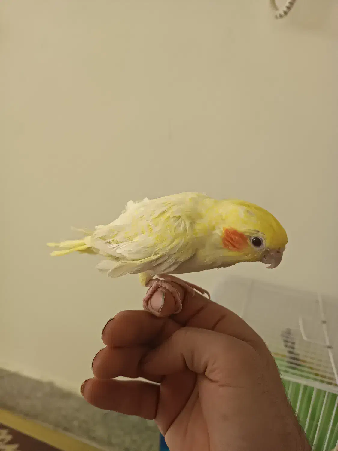 یه عدد عروس هلندی|پرنده|اصفهان, بهارستان|دیوار