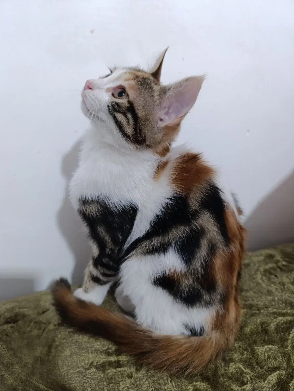 واگذاری بچه گربه|گربه|کرمان, |دیوار