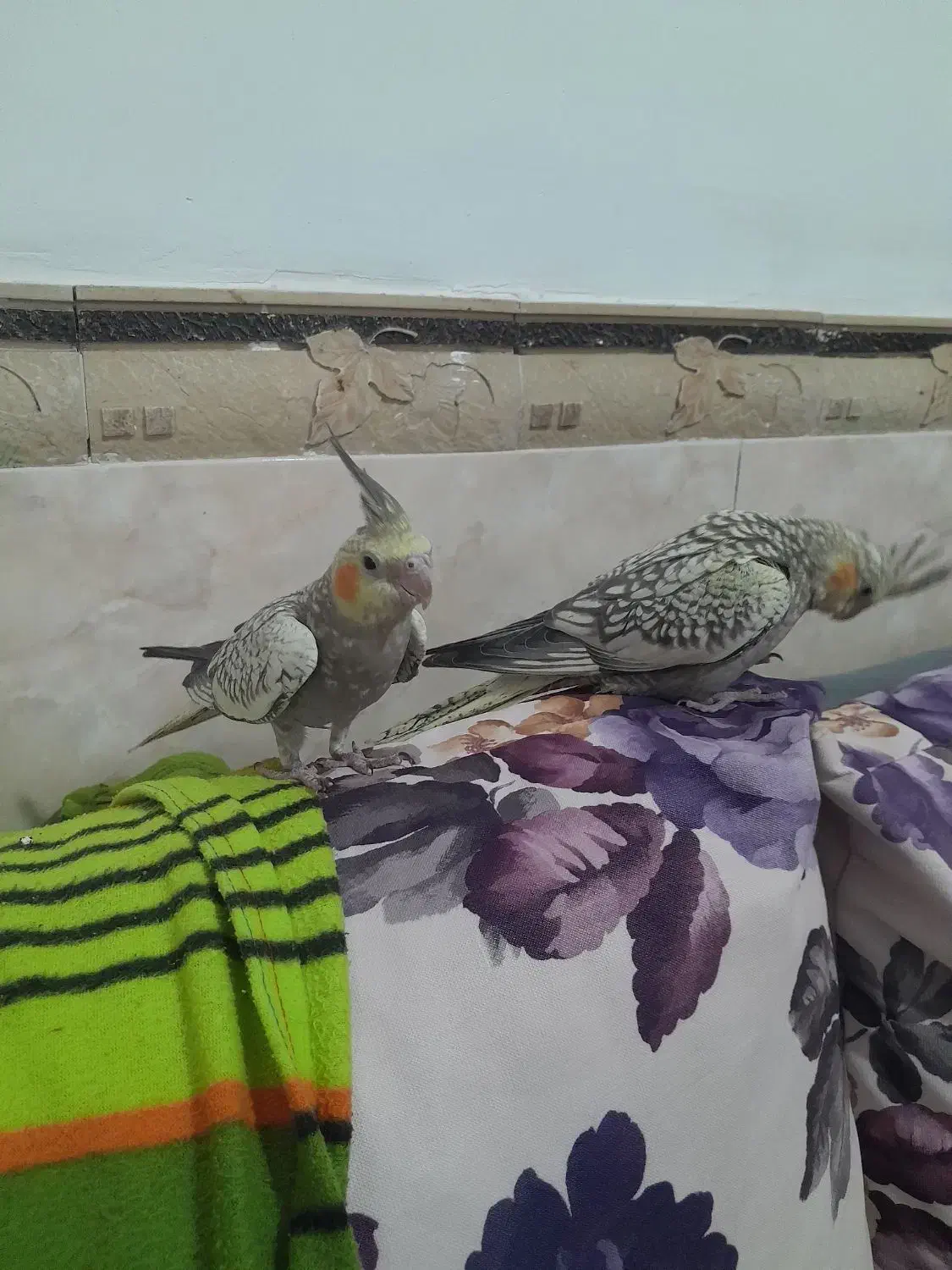 پرنده عروس هلندی|پرنده|قشم, |دیوار