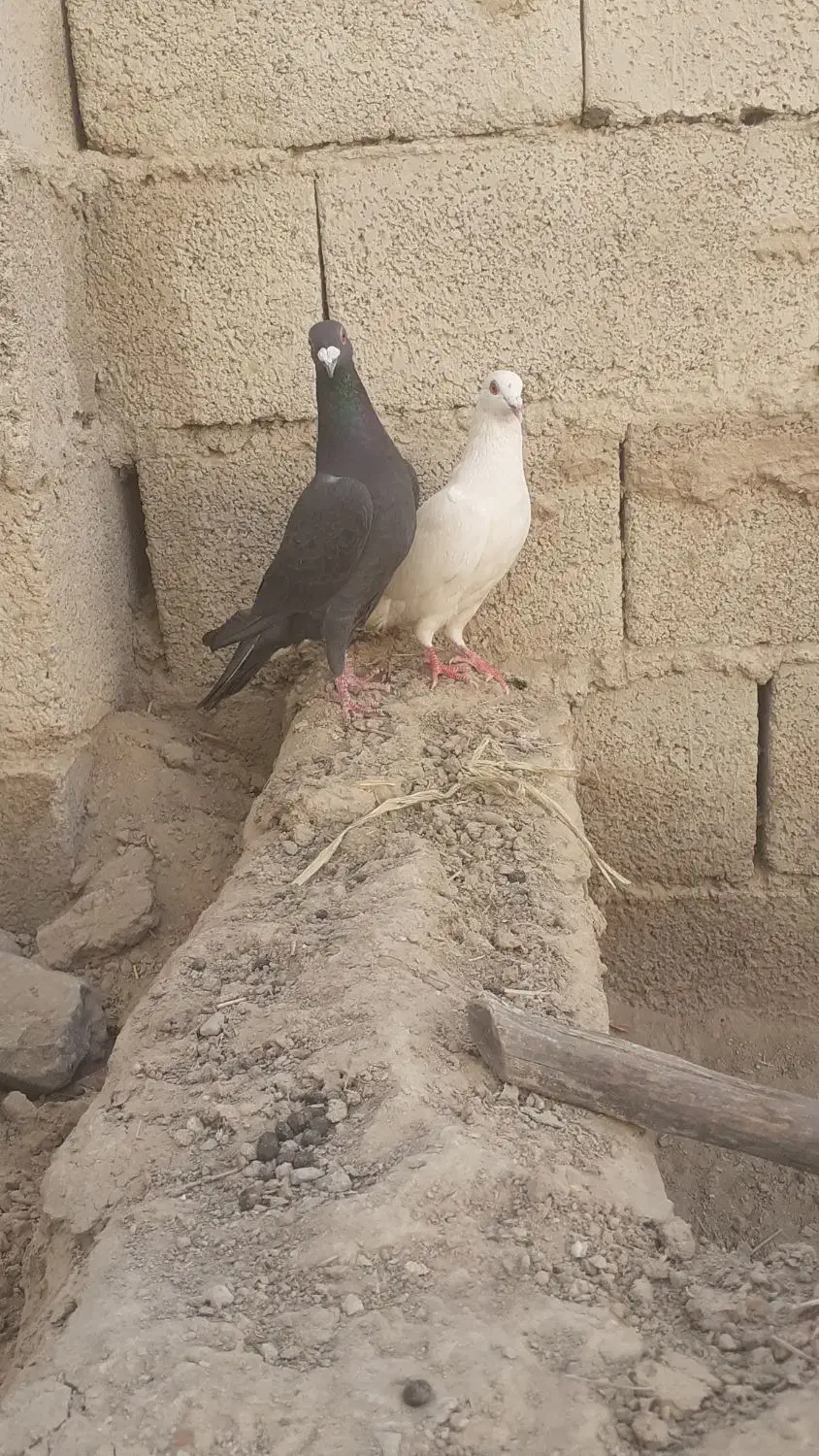 کبوترسالم یک سنگی یک سفید|پرنده|سراوان, |دیوار