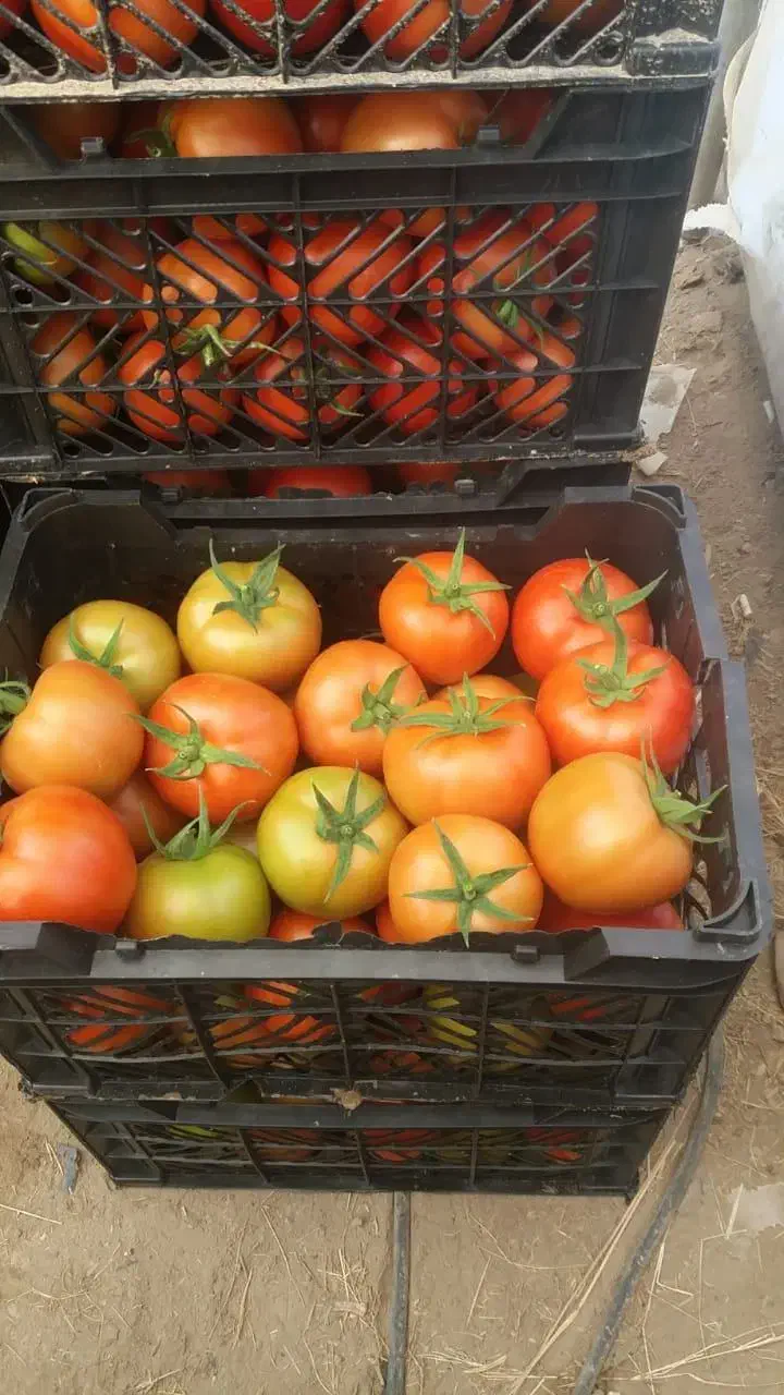 گوجه فرنگی تناژ|عمده‌فروشی|تهران, خانی‌آباد|دیوار