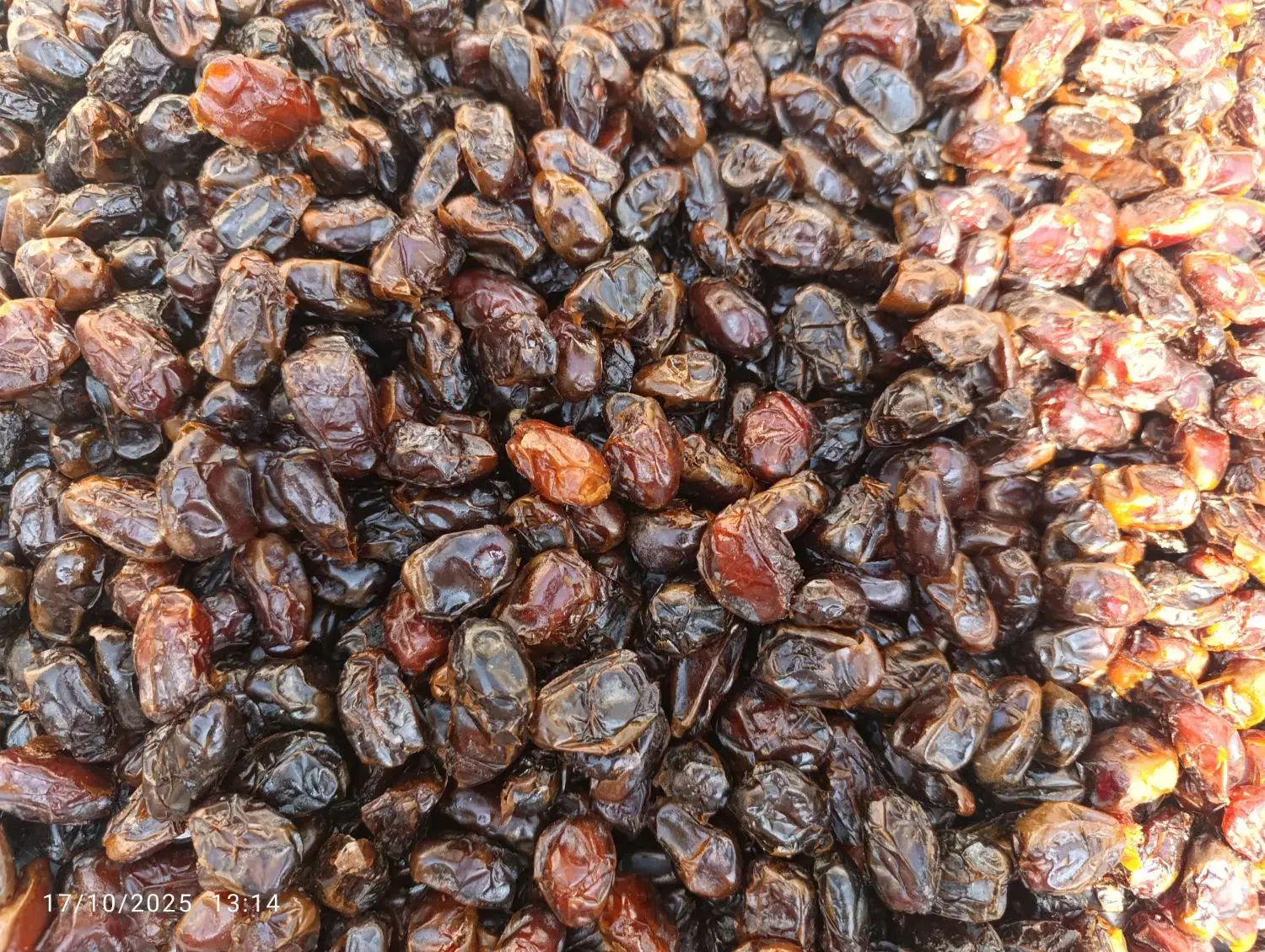 خرما کبکاب|خوردنی و آشامیدنی|اصفهان, قهجاورستان|دیوار