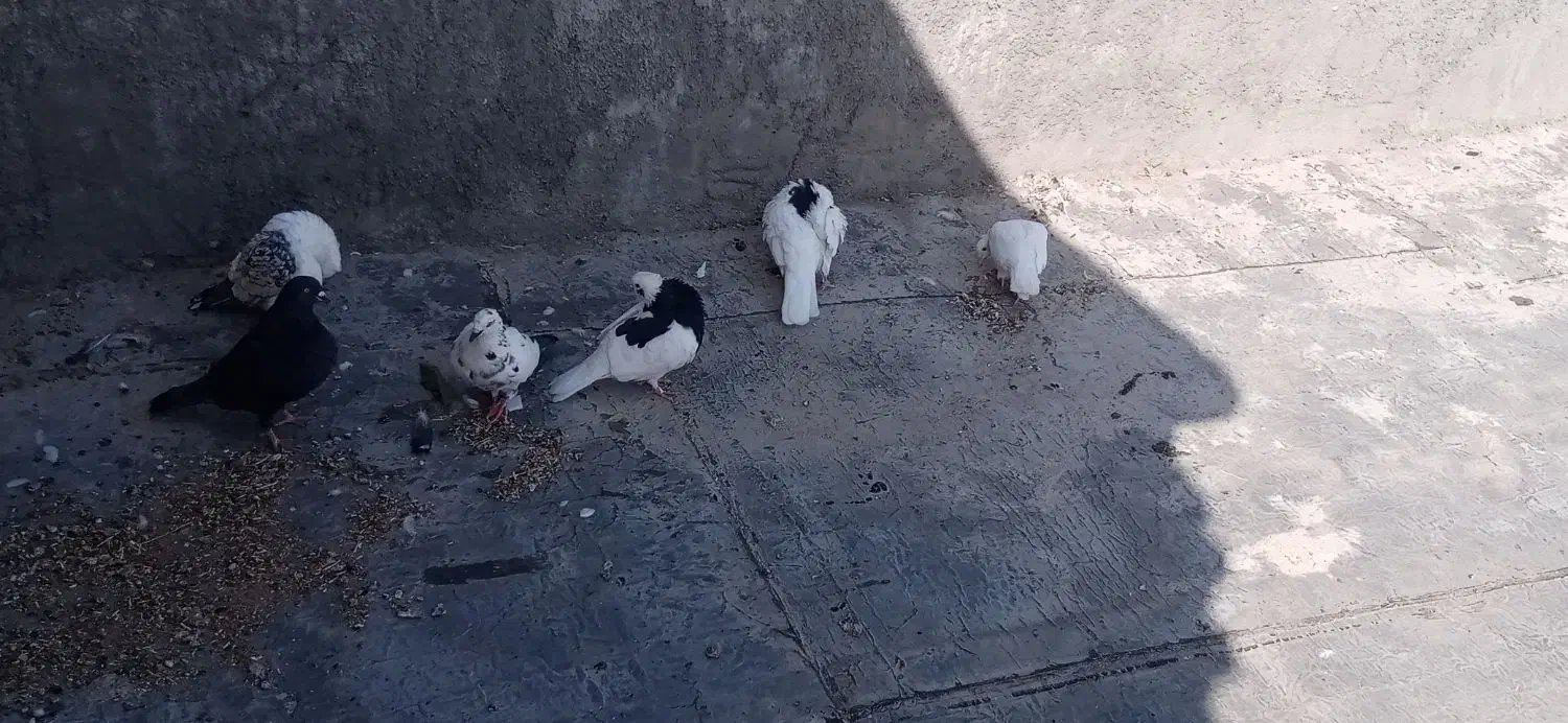 فروش فوری کبوتر|پرنده|خانمیرزا, |دیوار