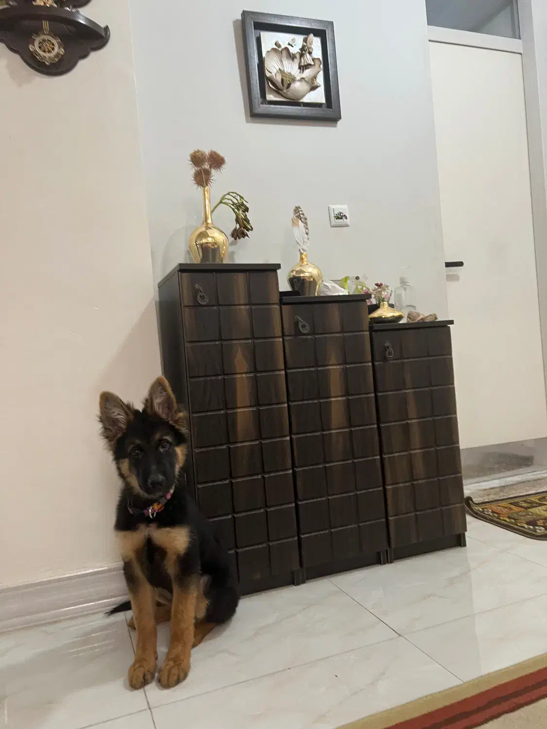 سگ ژرمن شپر ۴ ماهه|سگ|بندرعباس, |دیوار