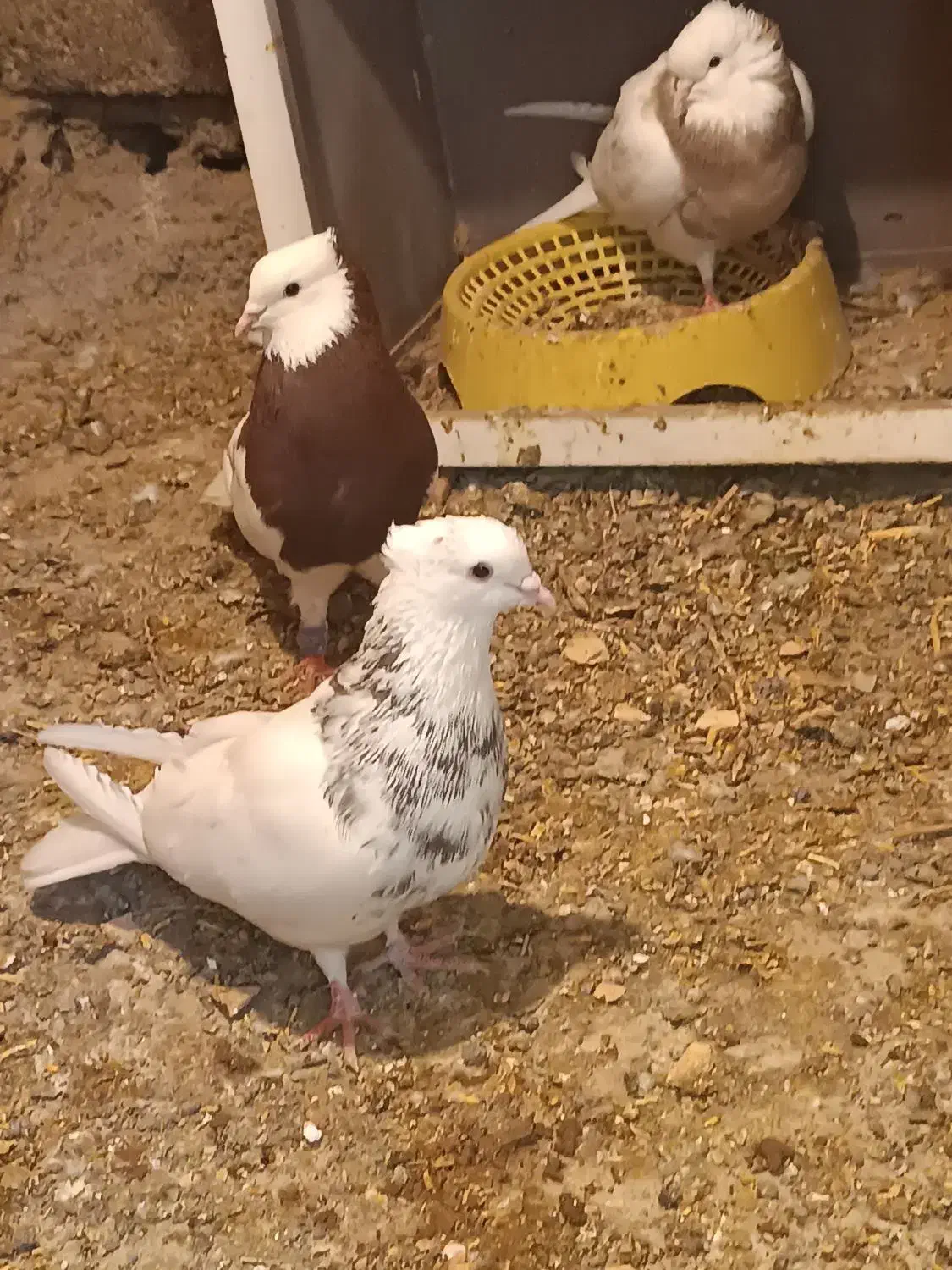 کفتر|پرنده|فهرج, |دیوار