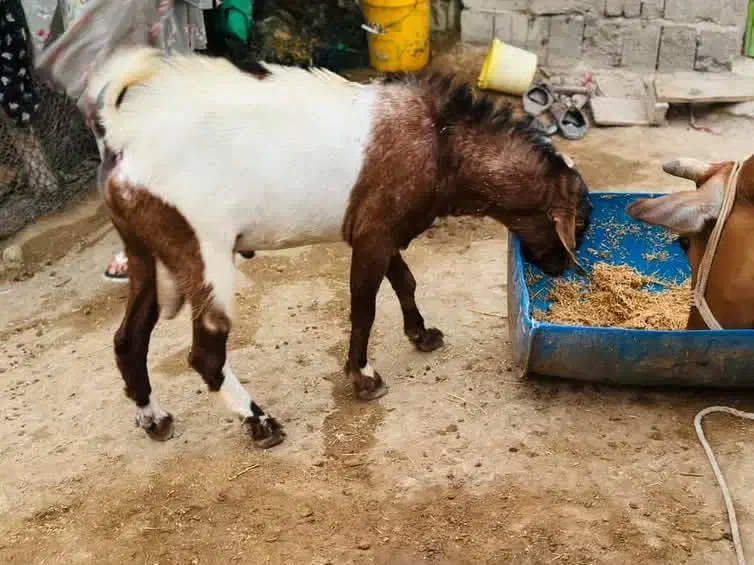 فروش چند عدد نری وقوچ شهری و چاق|حیوانات مزرعه|قشم, |دیوار