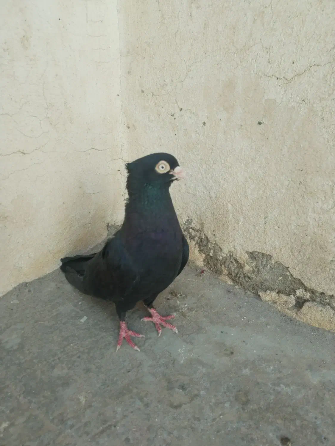 کبوتر شهرضا|پرنده|شهرضا, |دیوار