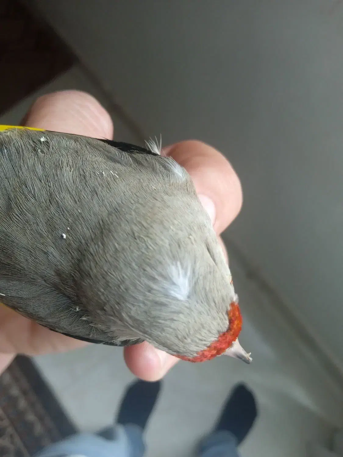 سهره دوگ کرمانی نشون دار|پرنده|جوادآباد, |دیوار