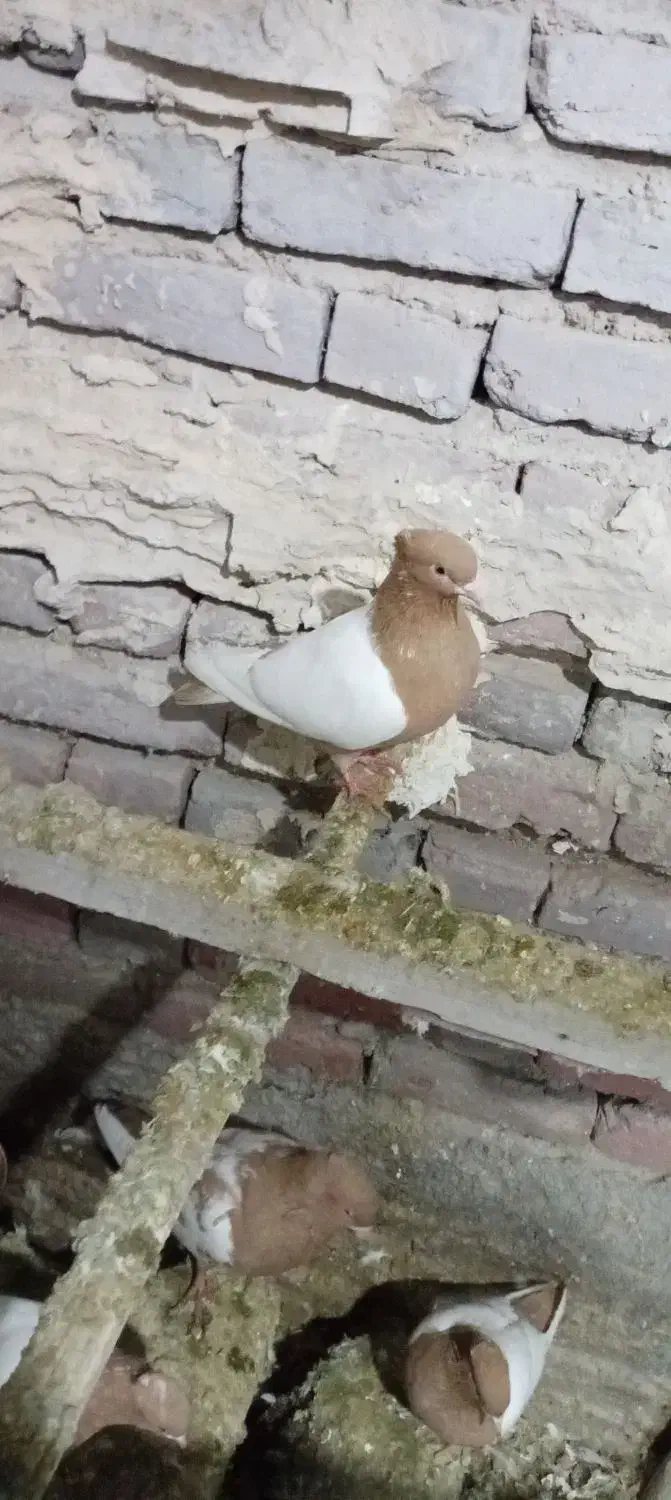 کبوتر|پرنده|تبریز, |دیوار