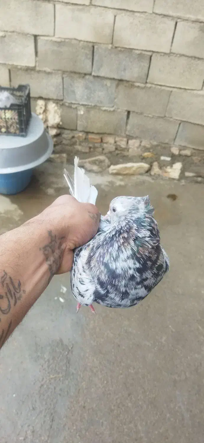 فروشی|پرنده|اسدآباد, |دیوار