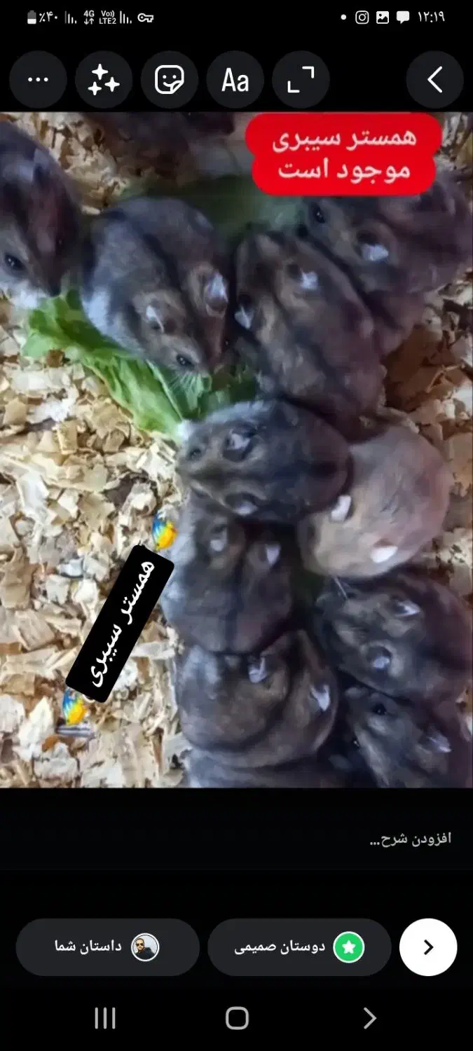 همستر|موش و خرگوش|نوشهر, |دیوار