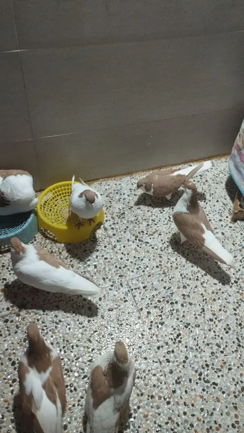 فروش کبوتر|پرنده|بهبهان, |دیوار