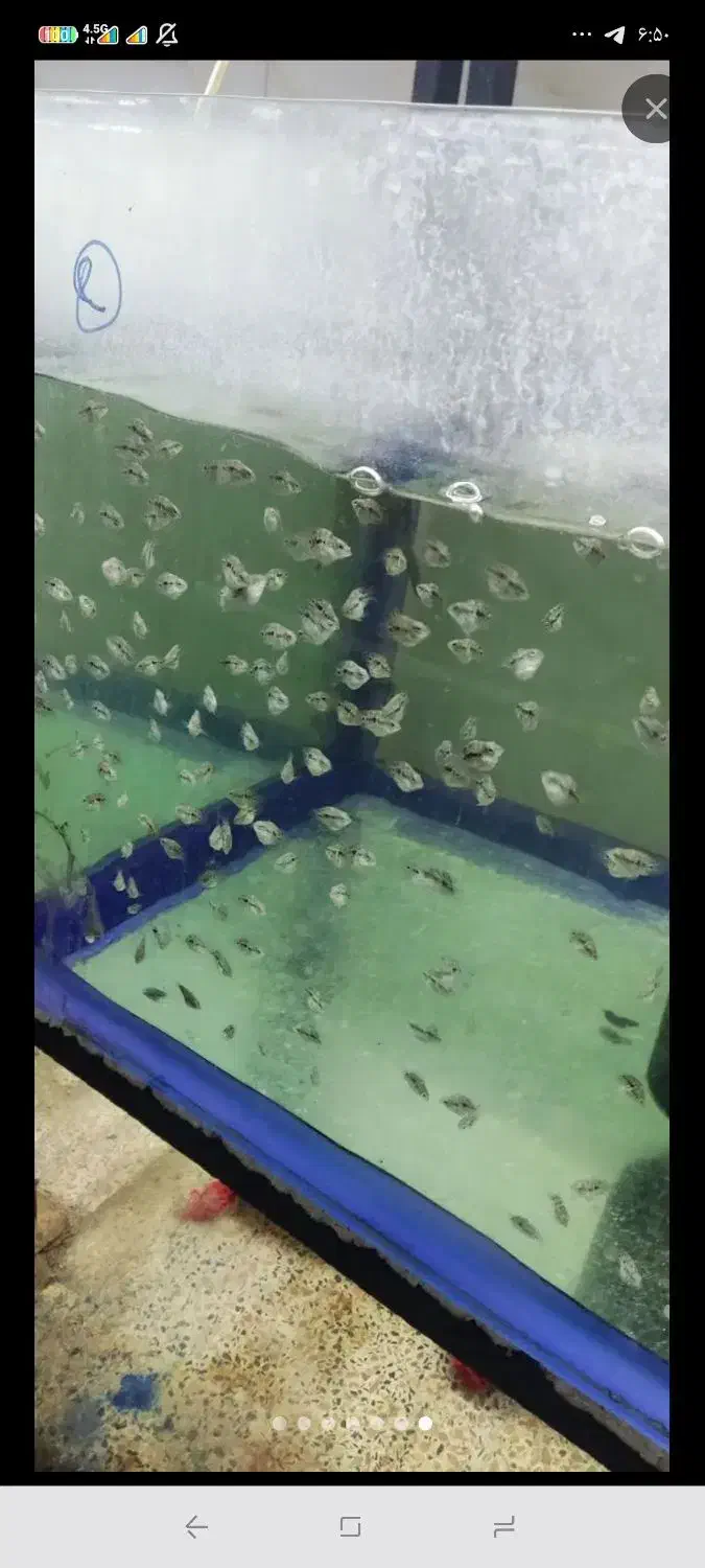 ماهی فلاور جفت خورده تخم ریز|ماهی|تهران, خانی آباد نو جنوبی|دیوار