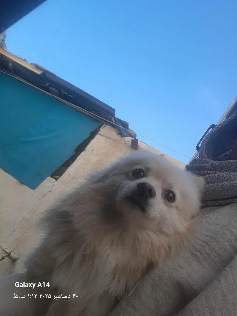 سگ خونگی|سگ|مشهد, امیرآباد|دیوار