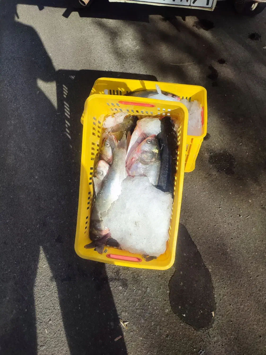 ماهی درجه 1|خوردنی و آشامیدنی|کامیاران, |دیوار