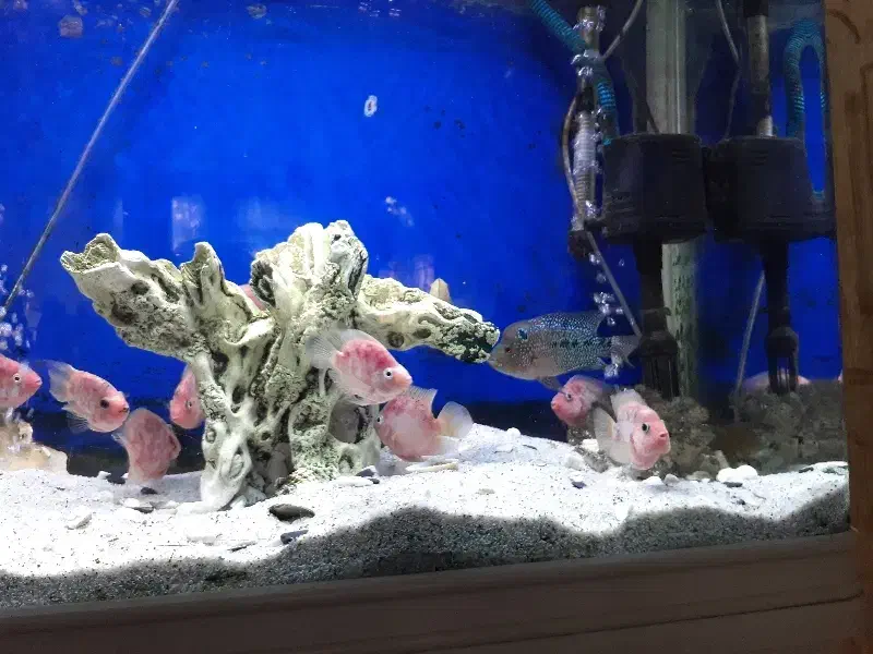 اکواریوم  و ماهی|ماهی|قم, نیروگاه|دیوار