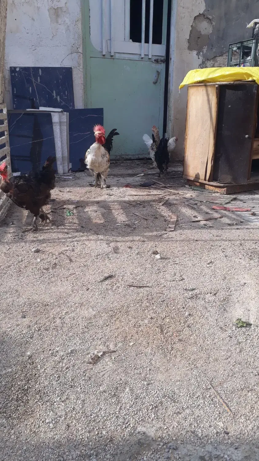 جوجه|حیوانات مزرعه|بهبهان, |دیوار