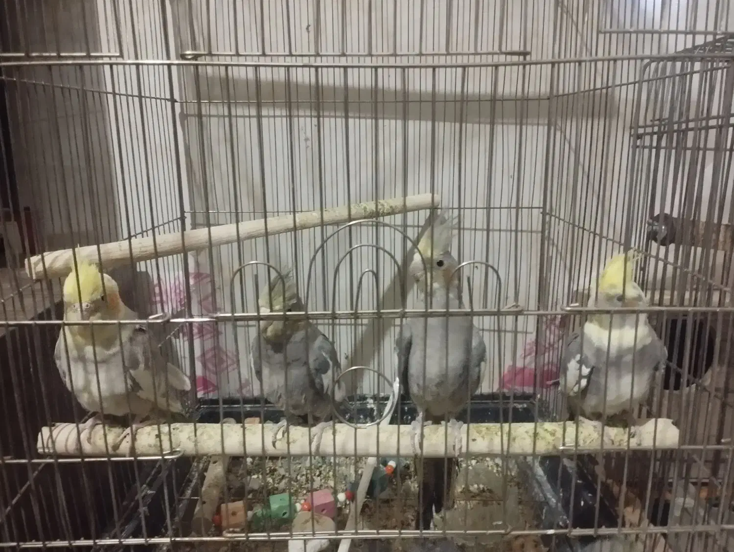 عروس هلندی|پرنده|شازند, |دیوار