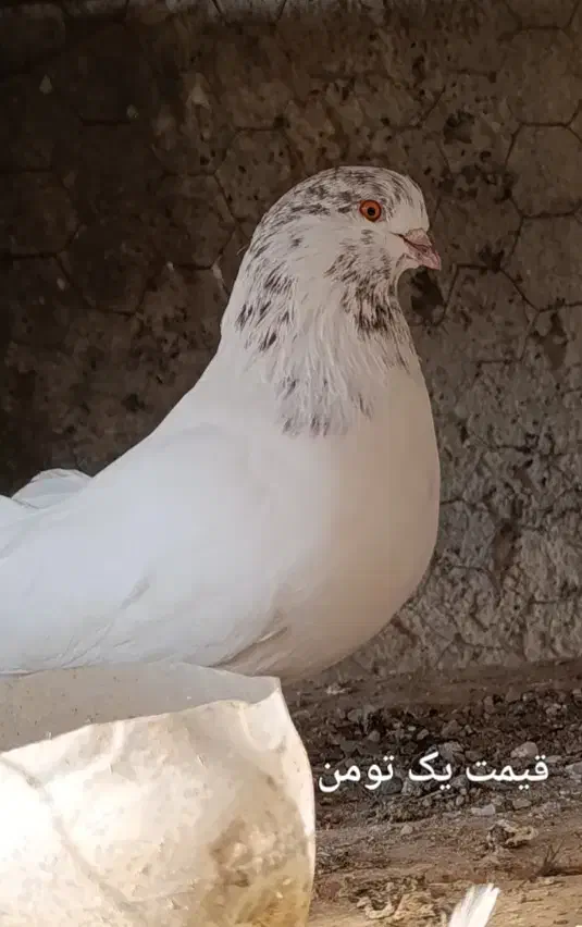 کفتر گره‌|پرنده|تخت, |دیوار