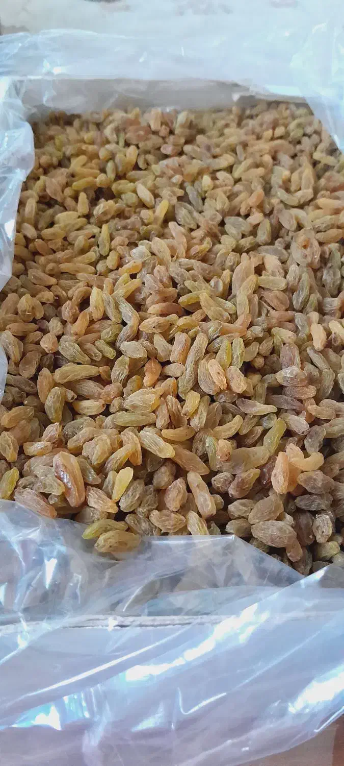 کشمش سبز با کیفیت موقعیت کاشمر|خوردنی و آشامیدنی|بردسکن, |دیوار