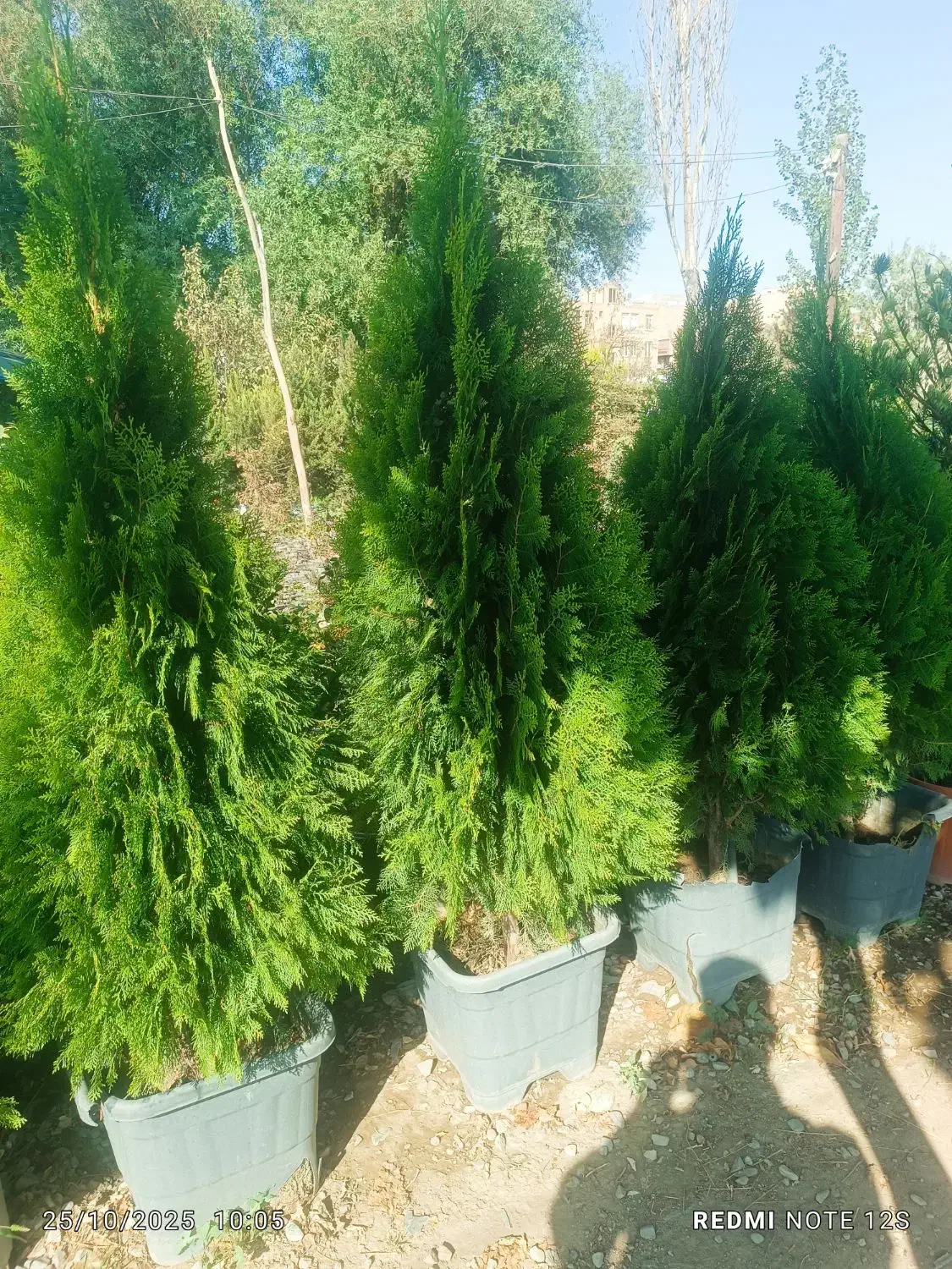 فروش انواع گل و گیاه باغچه ای و آپارتمانی|گل و گیاه طبیعی|کرج, کرج نو|دیوار