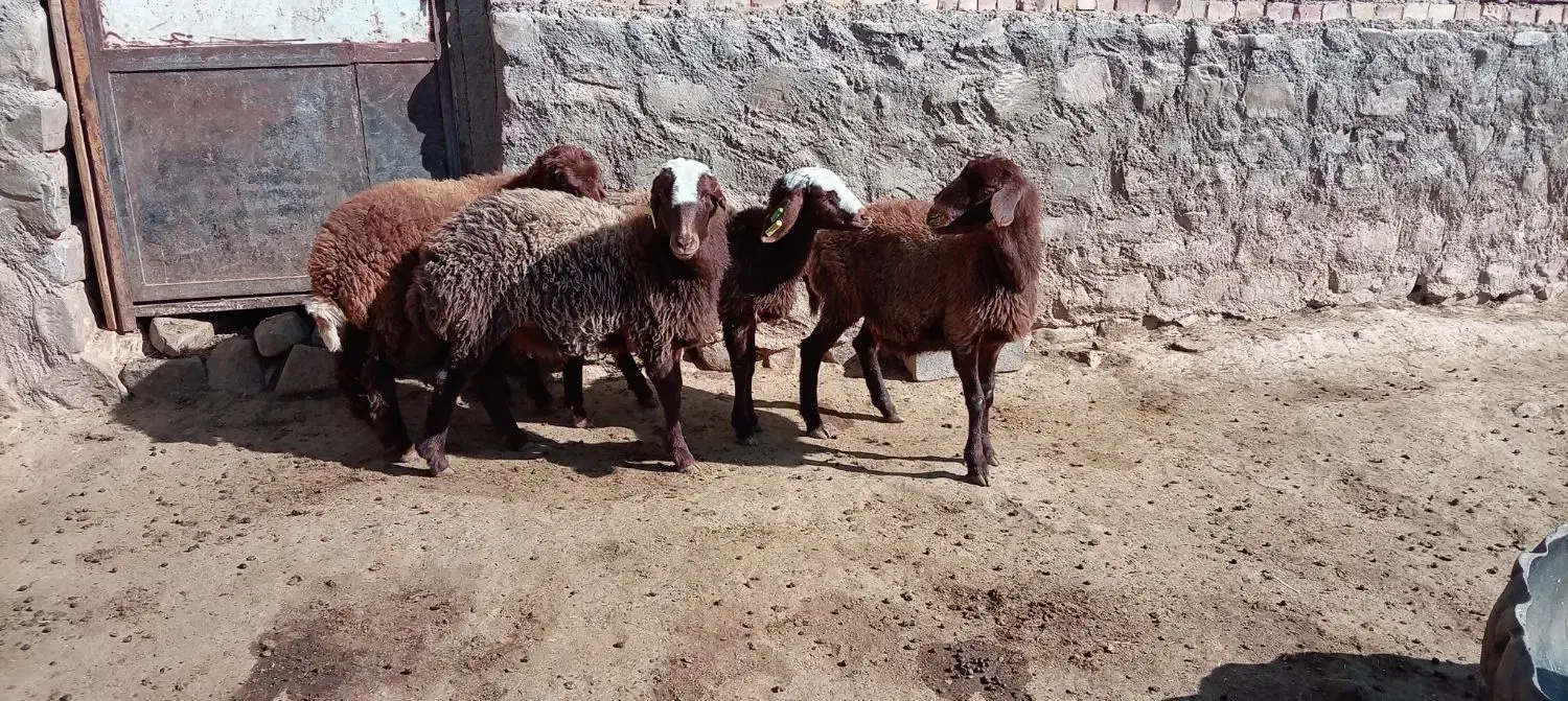 4عددبره ماده هتروسبک وزن|حیوانات مزرعه|سرولایت, |دیوار