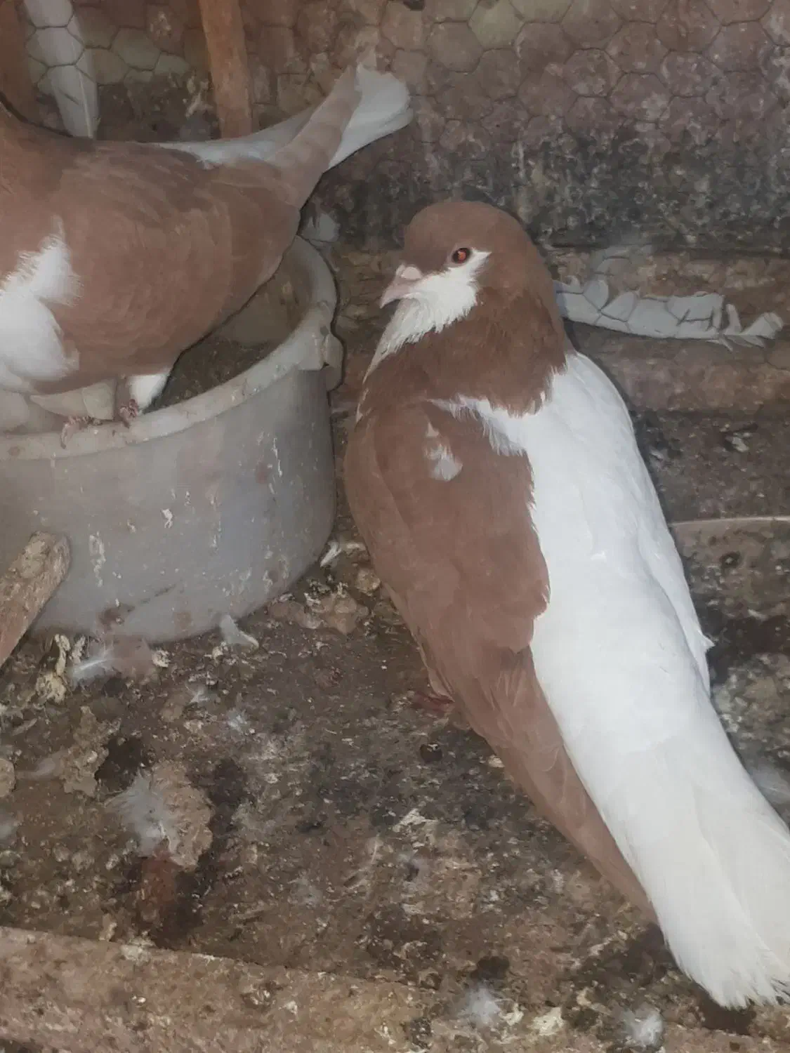 ساده زرد نر|پرنده|نیشابور, شهرک اندیشه|دیوار