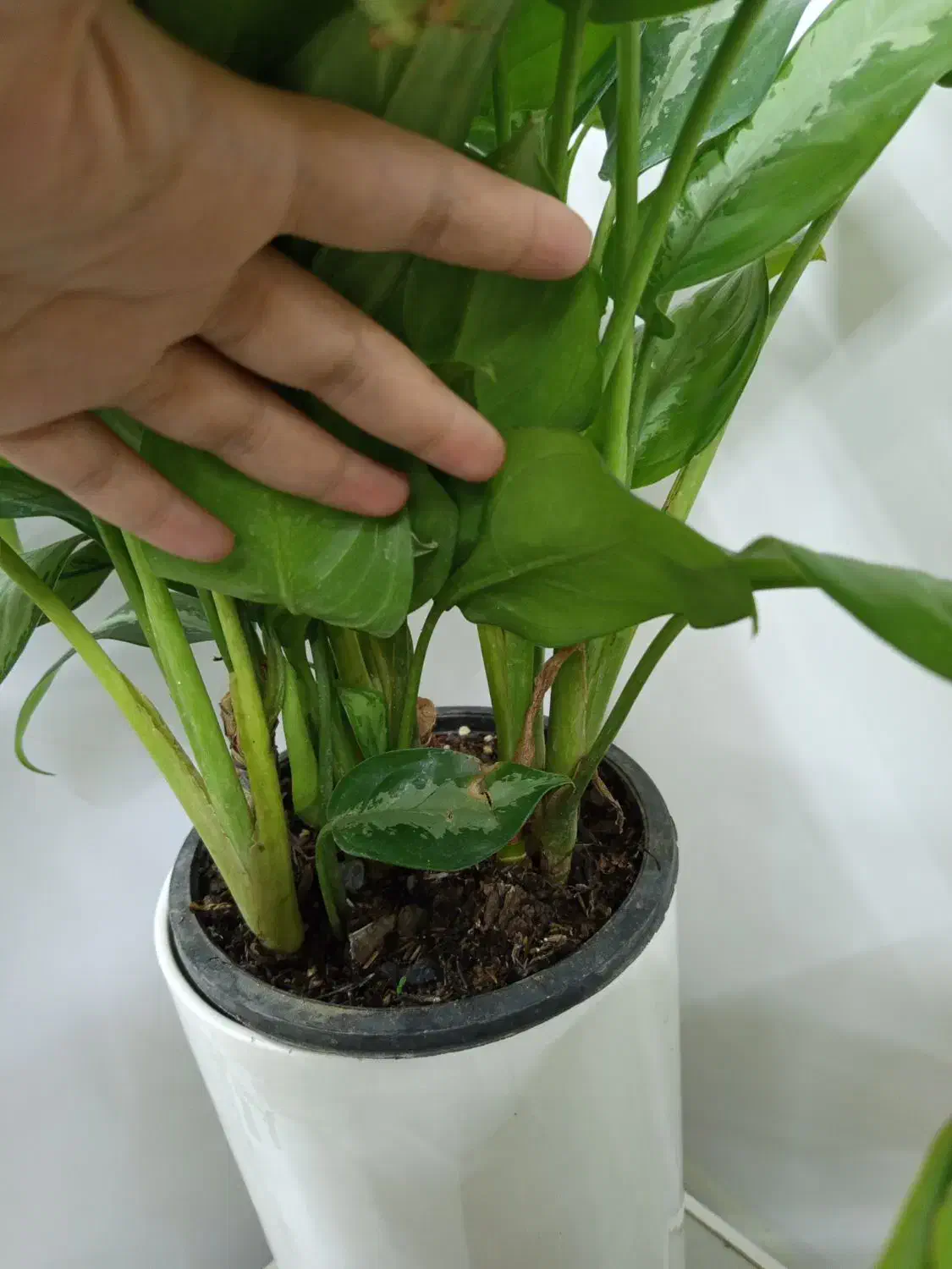 گیاه اگلونما هندونه ایی|گل و گیاه طبیعی|شاهین‌شهر, شهرک هشت بهشت|دیوار