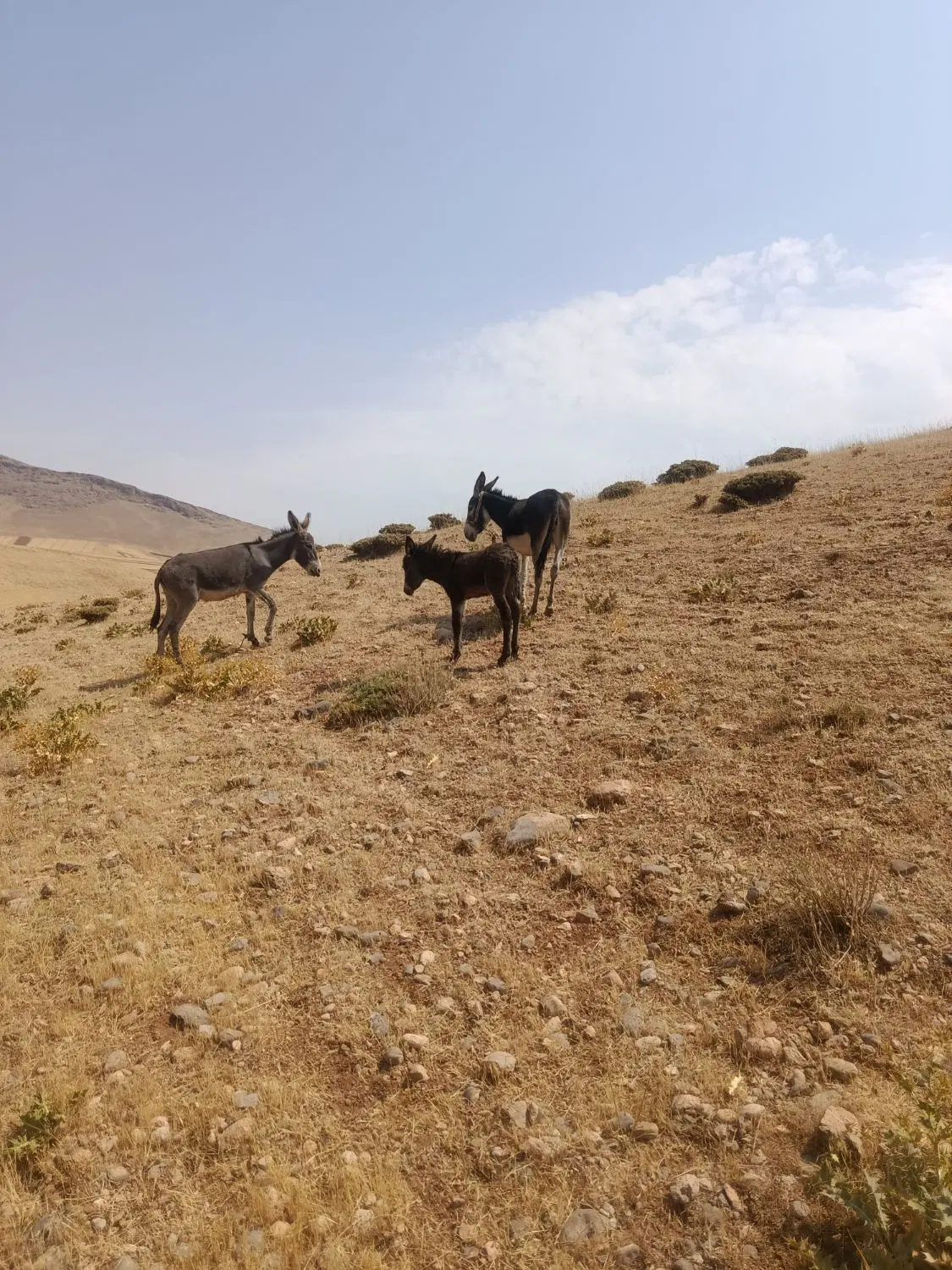 الاغ|حیوانات مزرعه|بربرود, |دیوار
