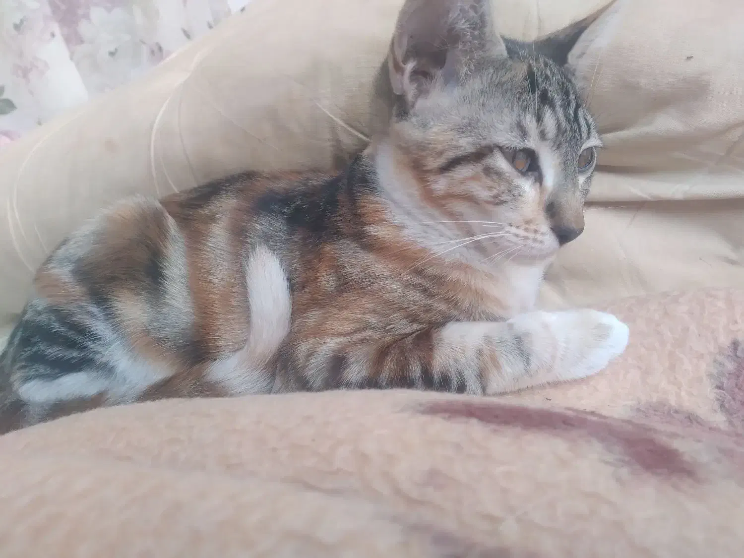 ۲ گربه ماده|گربه|بابل, |دیوار