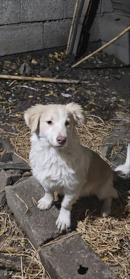 دو قلاده سگ نژاد ترییر|سگ|کوهیخیل, |دیوار