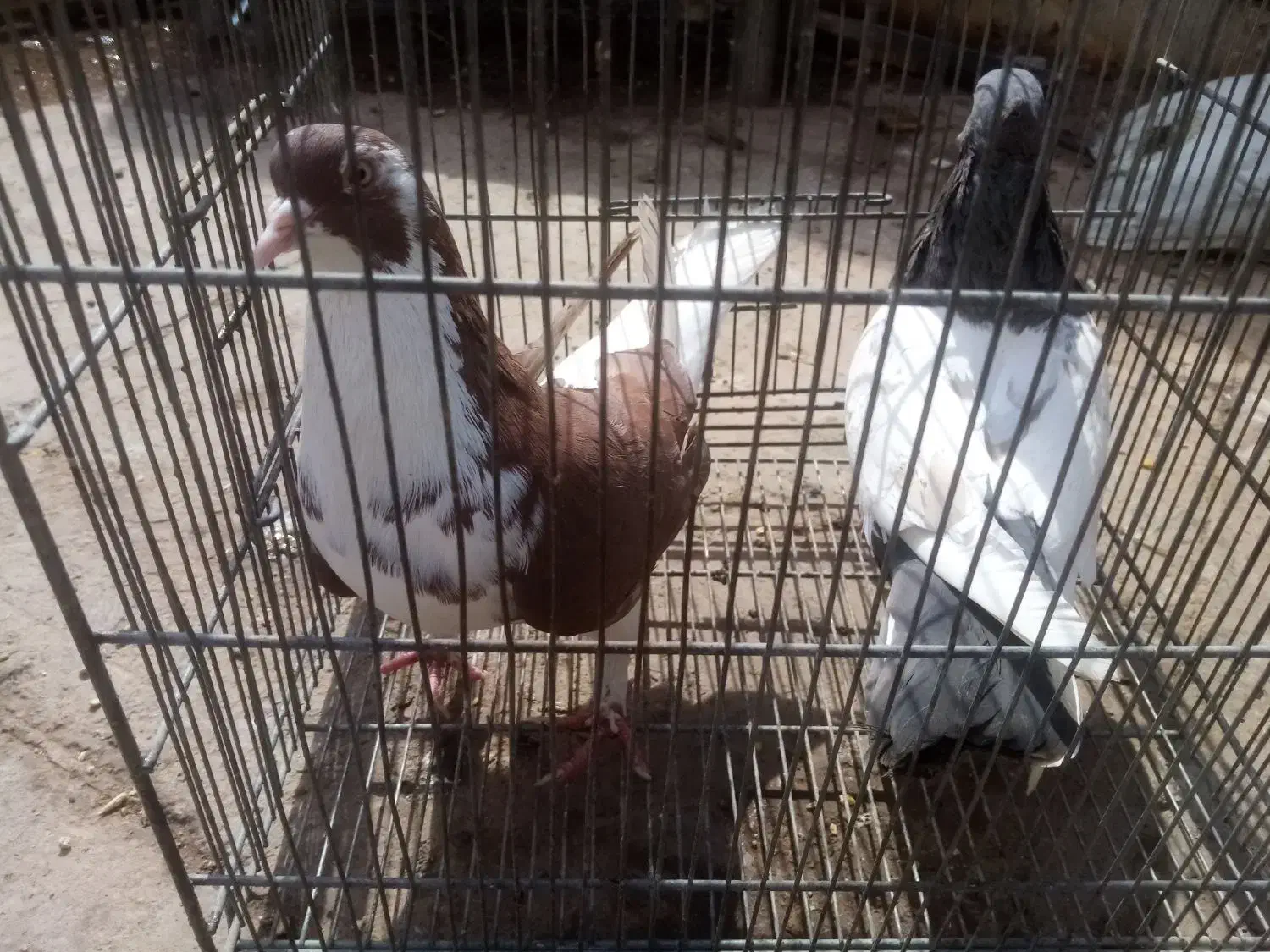 3تا ماده|حیوانات|زرند, |دیوار