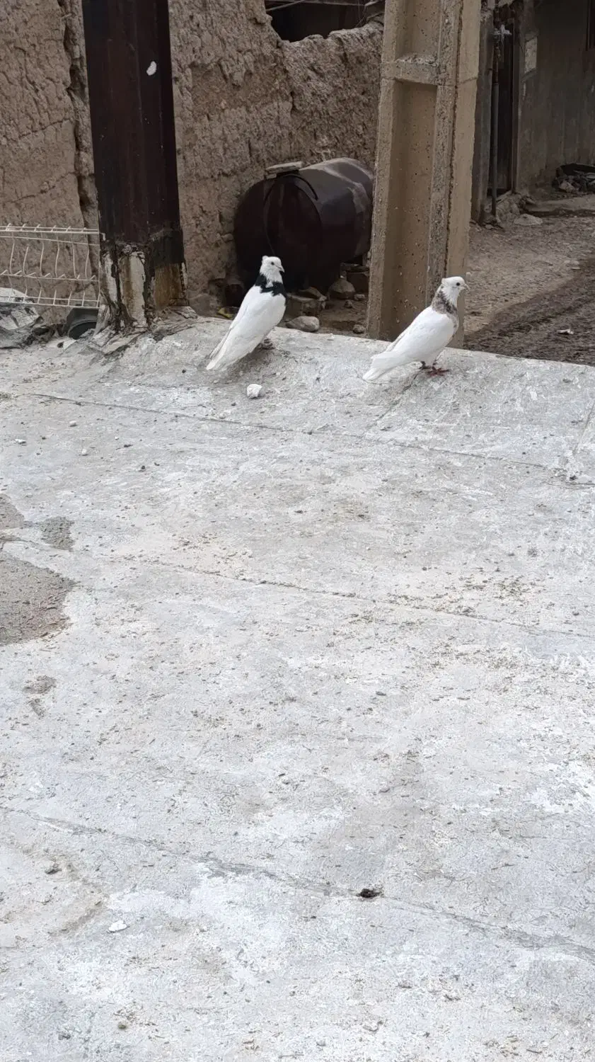 کبوتر طوقی|پرنده|نورآباد, |دیوار