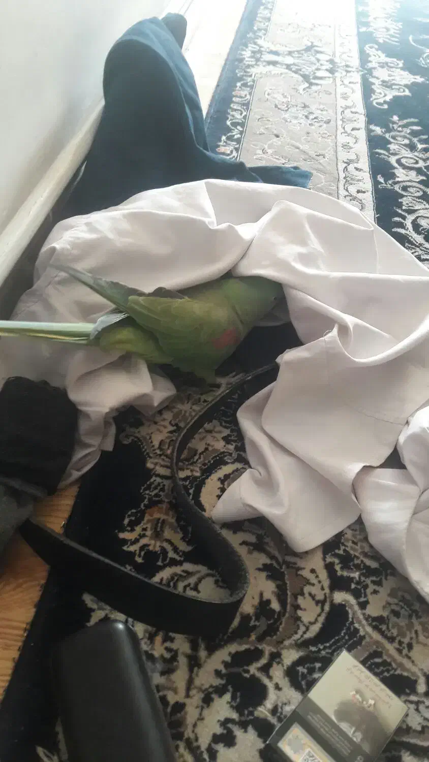 جفت مولد شاه طوطی رام ودستی|پرنده|قرچک, امین آباد|دیوار