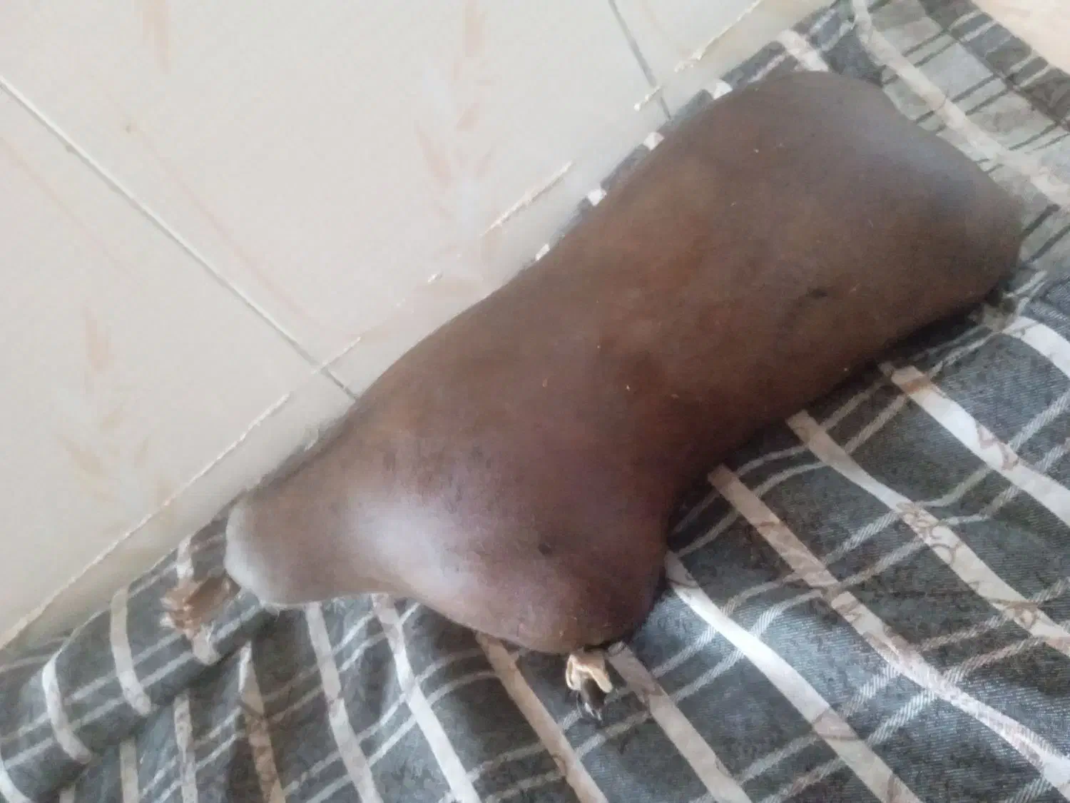 هیزه|ظروف نگهدارنده، پلاستیکی، یک‌بارمصرف|دورود, |دیوار