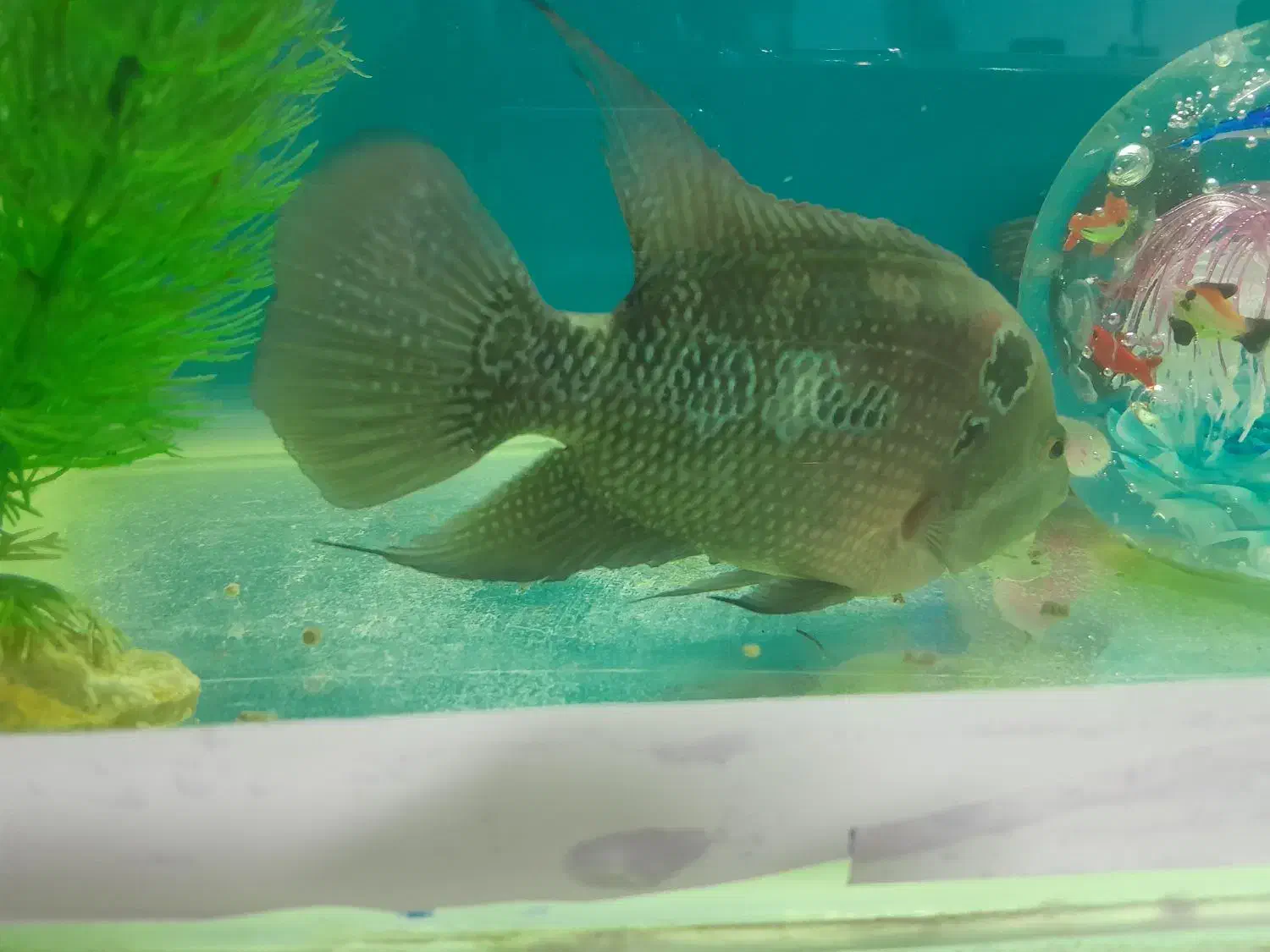 ماهی فلاور|ماهی|ارومیه, |دیوار