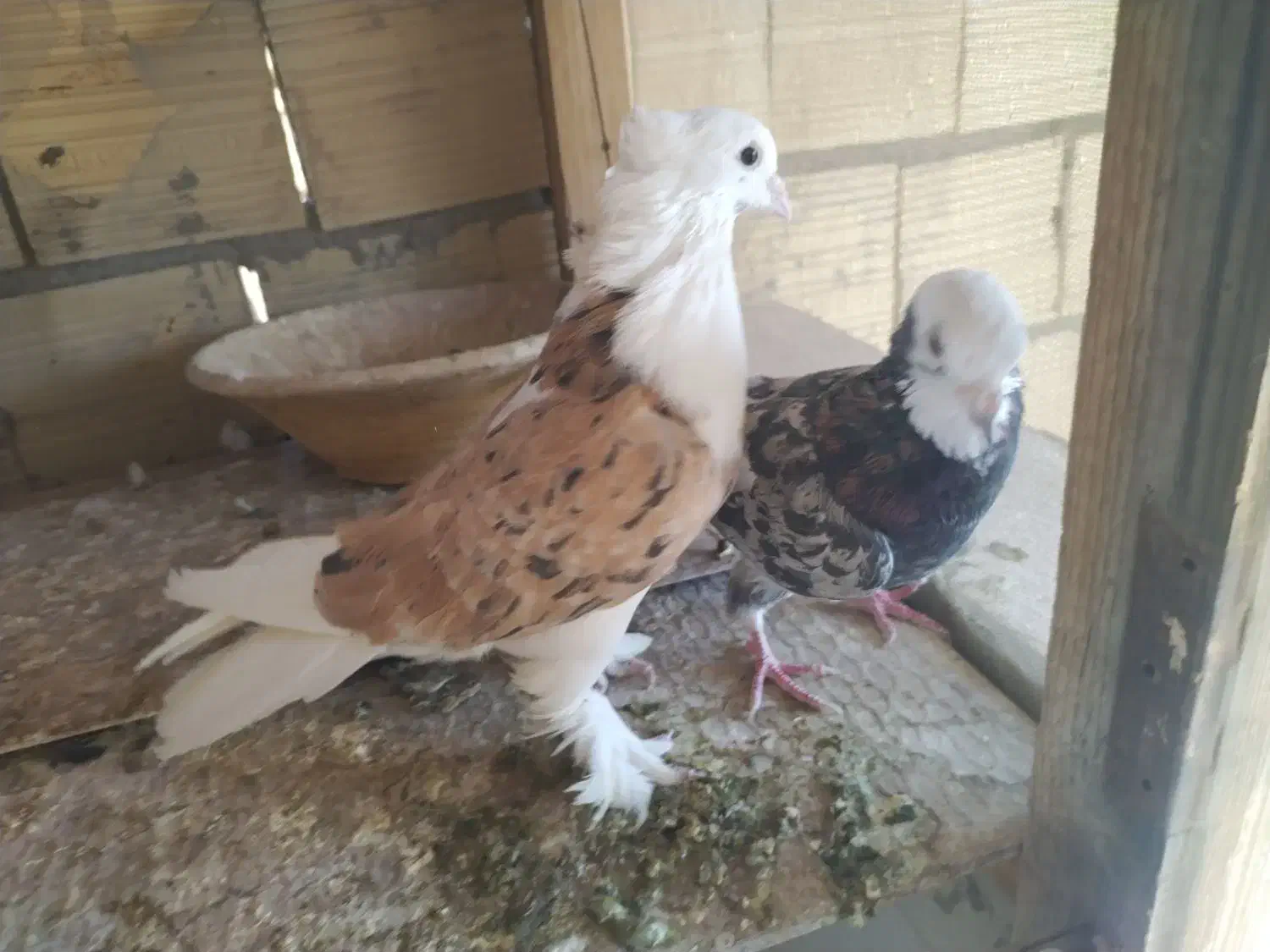 کفتر|پرنده|میبد, |دیوار