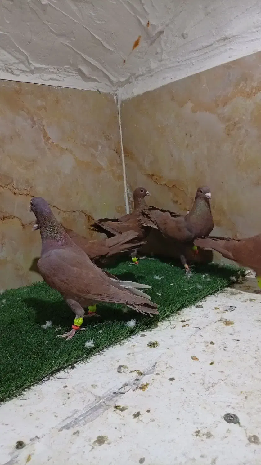 کفتر|پرنده|یزد, |دیوار