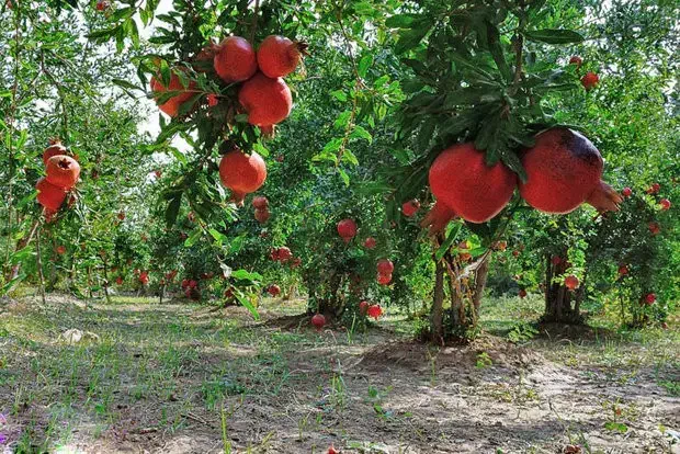 باغ انار|فروش زمین و ملک کلنگی|قم, باغ کرباسی|دیوار