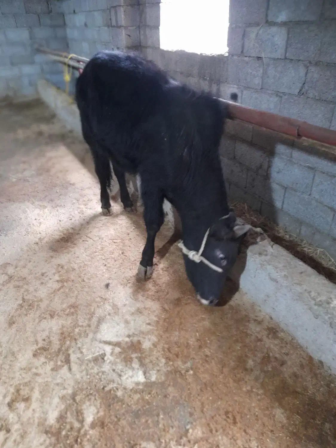 گاو نر|حیوانات مزرعه|رشت, کوی مهر|دیوار