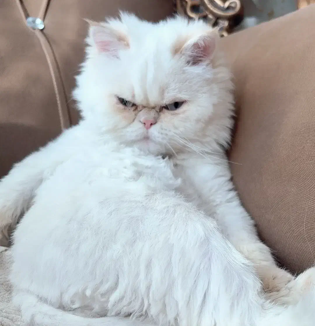 گربه پرشین جهت (جفت گیری )|گربه|سبزوار, توحیدشهر|دیوار